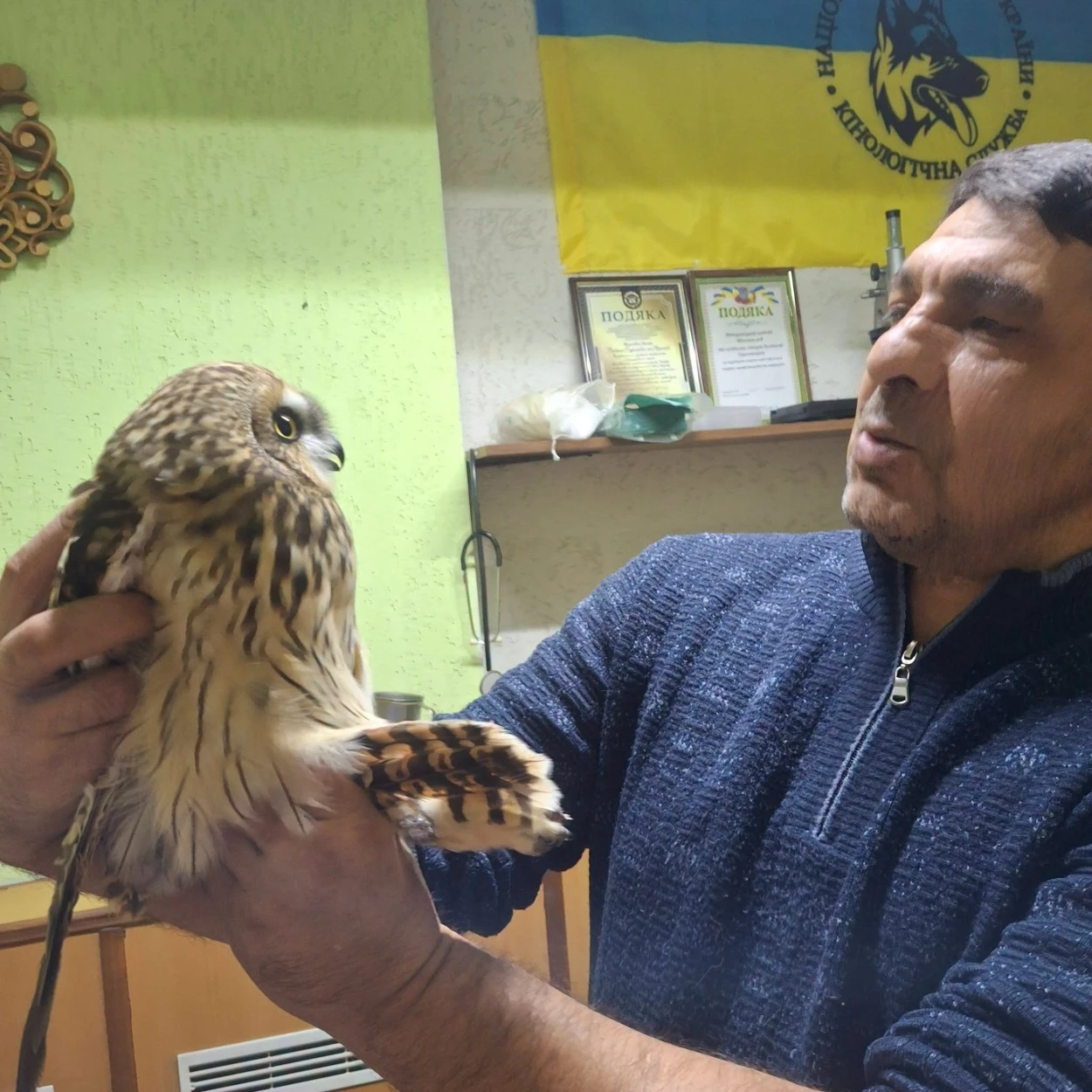 У Шостці врятували сову, яка зависла на антидроновій сітці