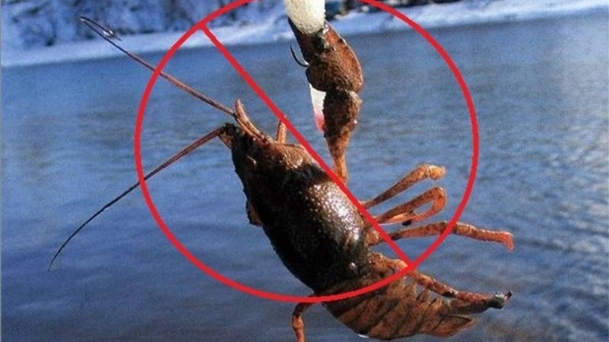 У Шосткинській громаді з 1 грудня вводять заборону на вилов раків