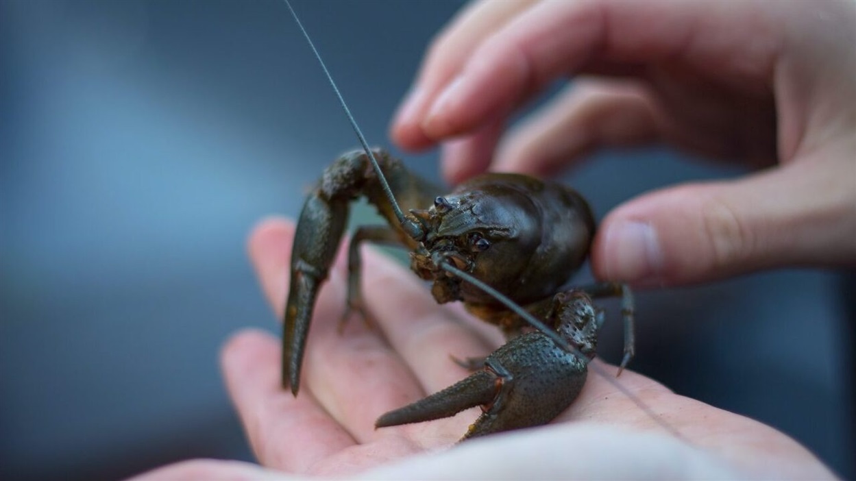 У Шосткинській громаді з 1 грудня вводять заборону на вилов раків