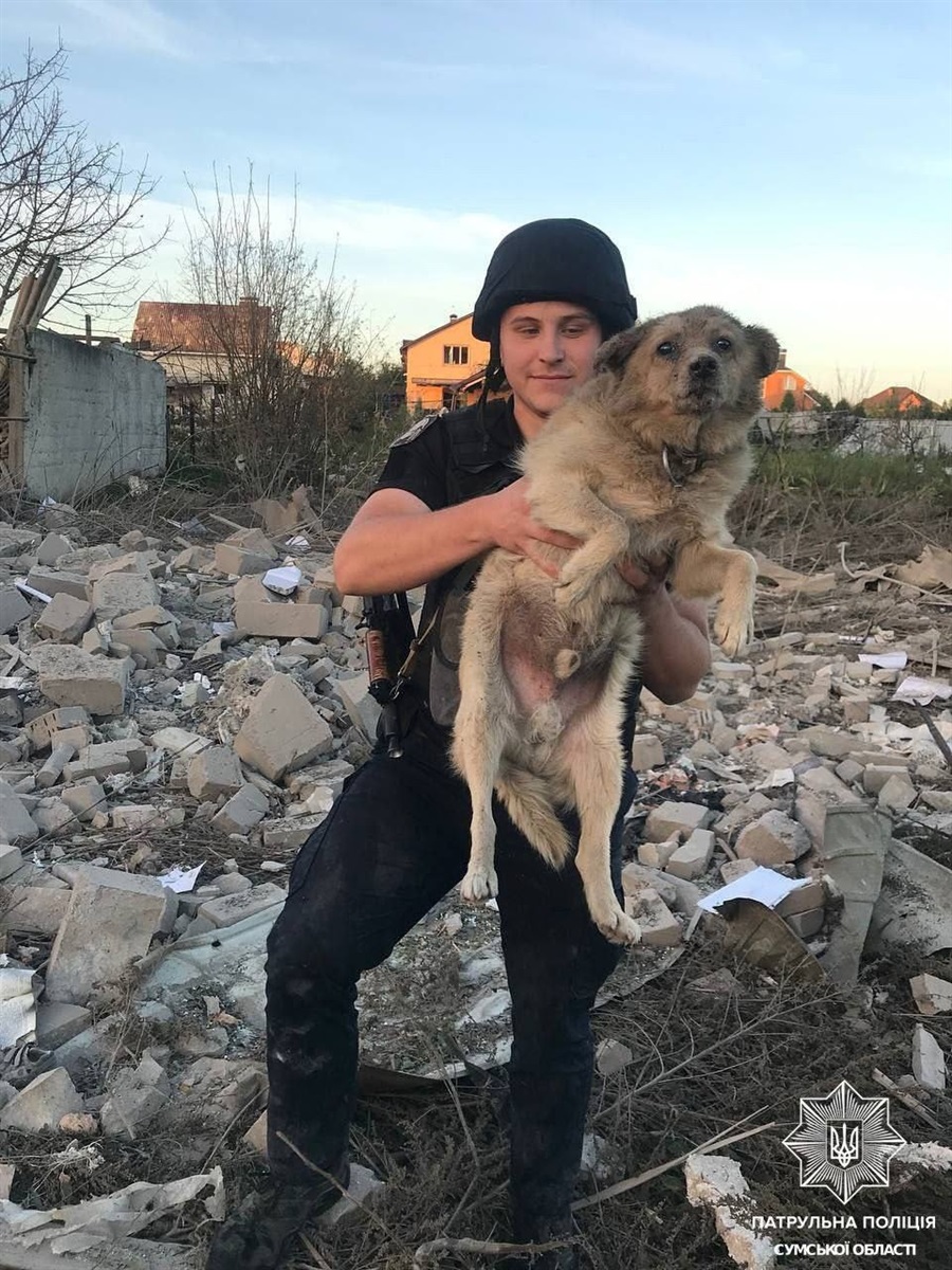 Цього песика врятували з-під завалів у Сумах, куди вранці 8 вересня влучила ворожа ракета