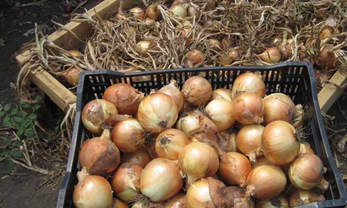 новини Шостки