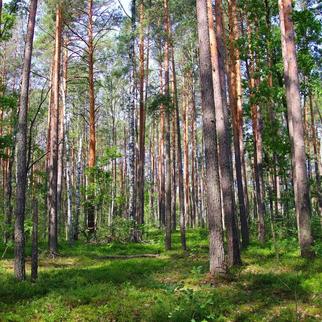 новини Шостки