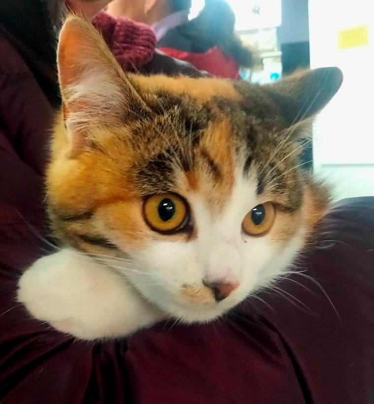 Лірі-Зоряниці 8 місяців, вона вже стерилізована, вихована та дуже мрійлива. Ця дівчинка любить затишок, ласку й тихенько муркоче, коли відчуває поруч добру людину