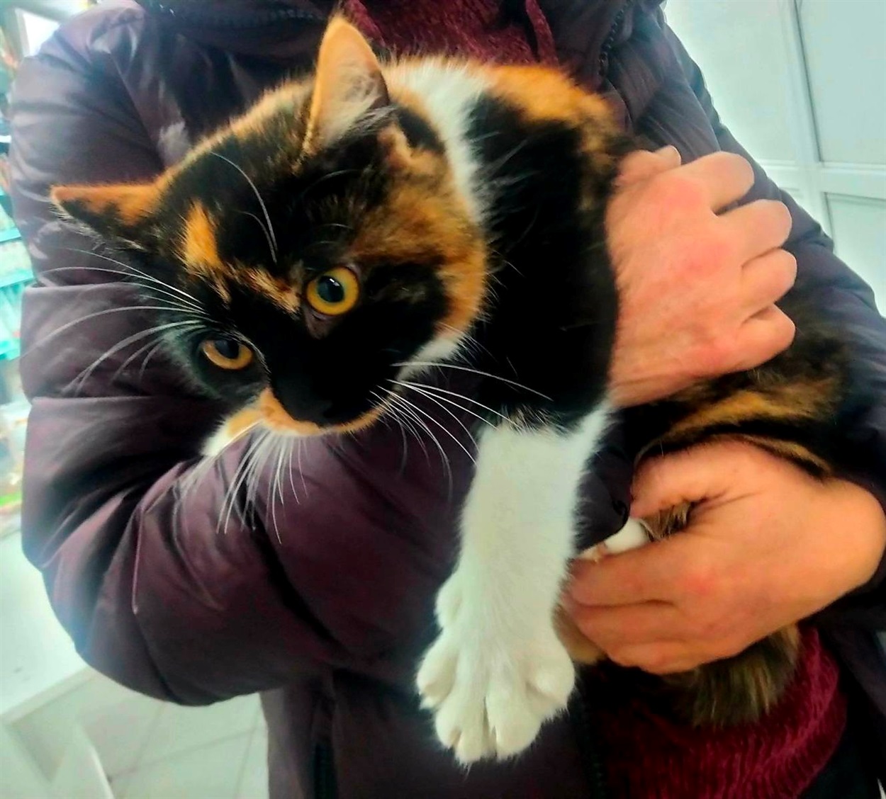 Мія-Барвінка — це поєднання ніжності, грації та сонячного характеру. Вона обожнює спілкування, лагідні дотики й уважні погляди.