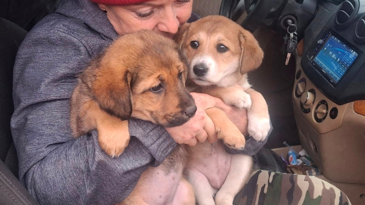 Метиси лабрадора. Дівчата