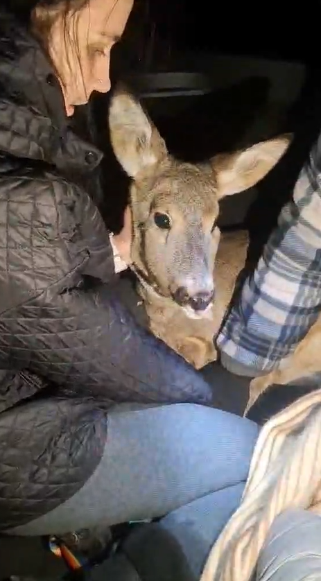 новини Шостки