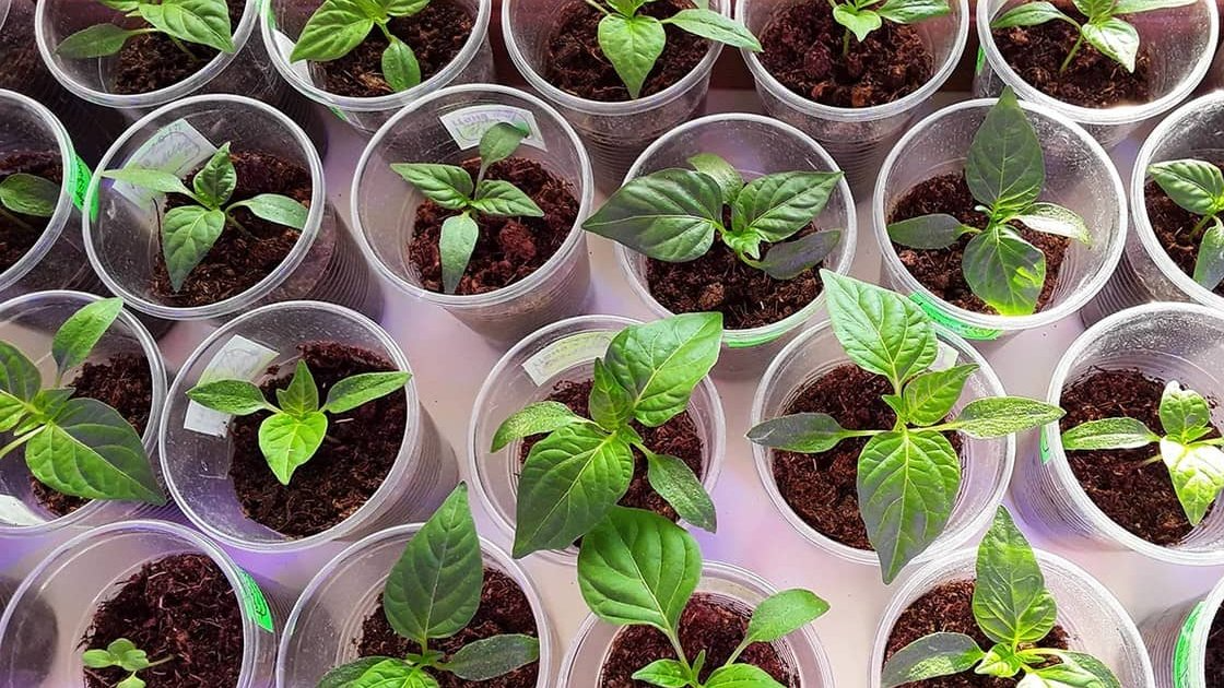 Посівний календар на березень 2026: Що, коли та як садити для багатого врожаю