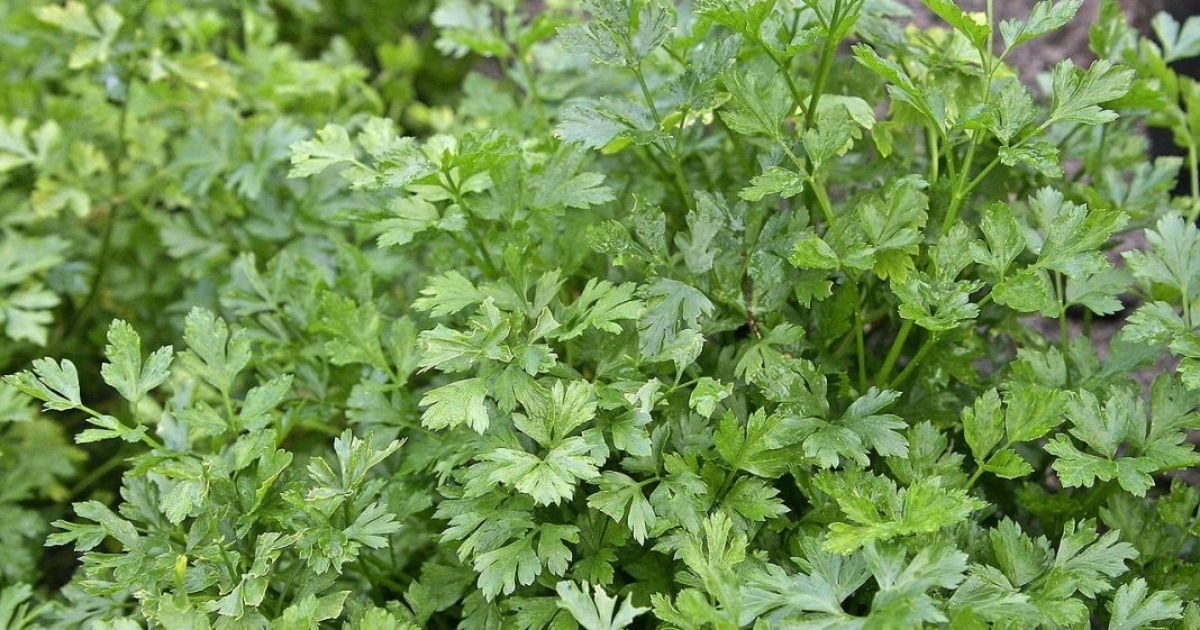 М’ясо, паски та «золота» зелень: у яку суму шосткинцям обійдеться скромний великодній стіл-2026?