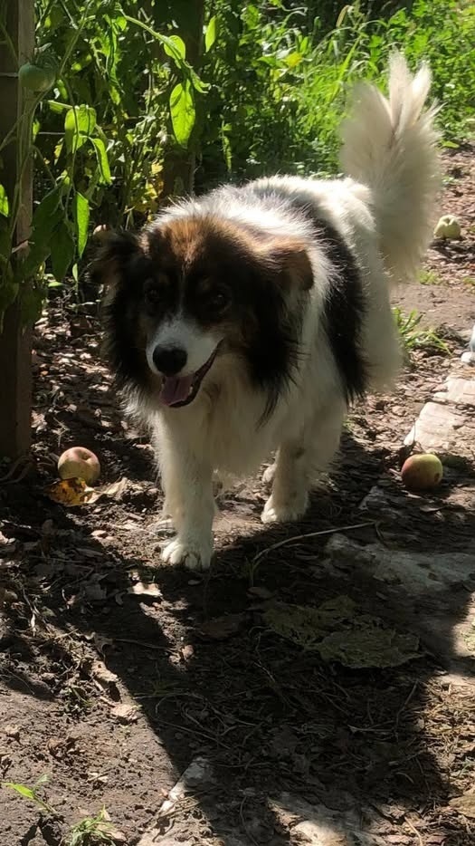 новини Шостки