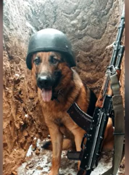 новини Шостки